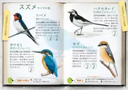 『おさんぽ鳥図鑑』本文サンプル