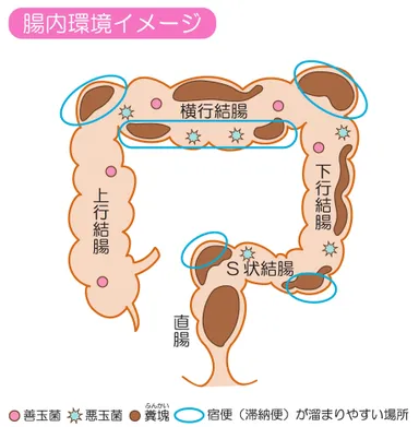 大腸全体イメージイラスト