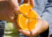テイスト・トレック・シトラス(TasteTrek(R) Citrus)