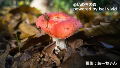 「いきもの図鑑」写真例