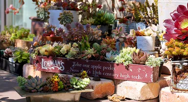 多肉コレクション