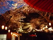 日光市観光協会公式サイトより「鬼怒川温泉夜桜まつり」の写真