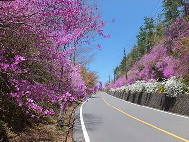 沿道に群生するミツバツツジ