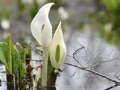 敷地内ではミズバショウの花が5月初旬まで楽しめます