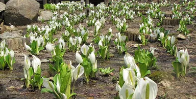 ミズバショウ（サトイモ科）
