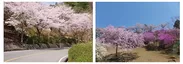 パークウエイの桜
