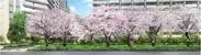 地域に愛されてきた桜並木を継承した「サクラプロムナード」完成予想パース