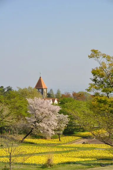 40万株のスイセン