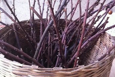 庭の月桂樹の枝たち