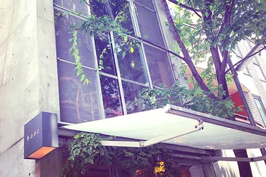 haaz shop　ケヤキの木