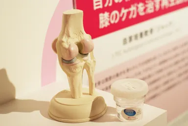 自家培養軟骨「ジャック」