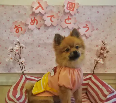 わんちゃんの入園式