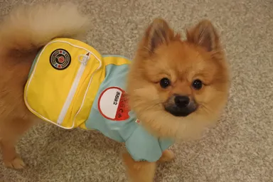 制服が似合うわんちゃん