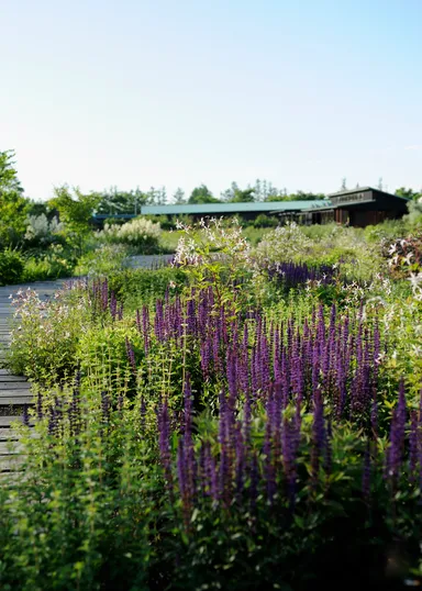 メドウ・ガーデン7月の風景