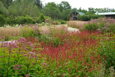メドウ・ガーデン8月の風景