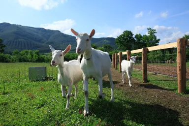 ランラン・ファームで放牧されるヤギたち