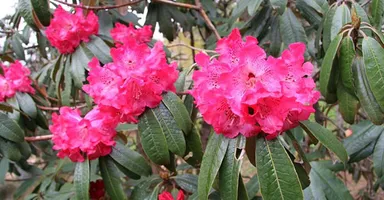 ロードデンドロン・アルボレウム（ツツジ科）