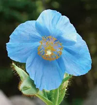 ヒマラヤの青いケシ