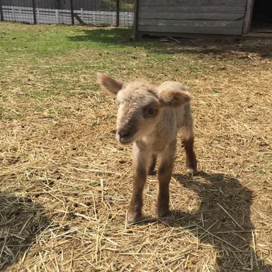 ひつじの赤ちゃん