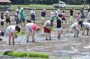 昨年のイベント風景(田植え)