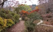 湿生植物区(平成27年11月撮影)
