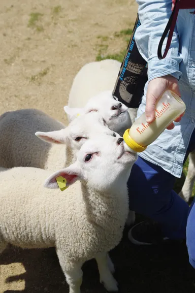ヒツジの赤ちゃんのミルクやり体験