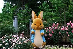 ピーターラビット(TM)のグリーティング(イメージ)