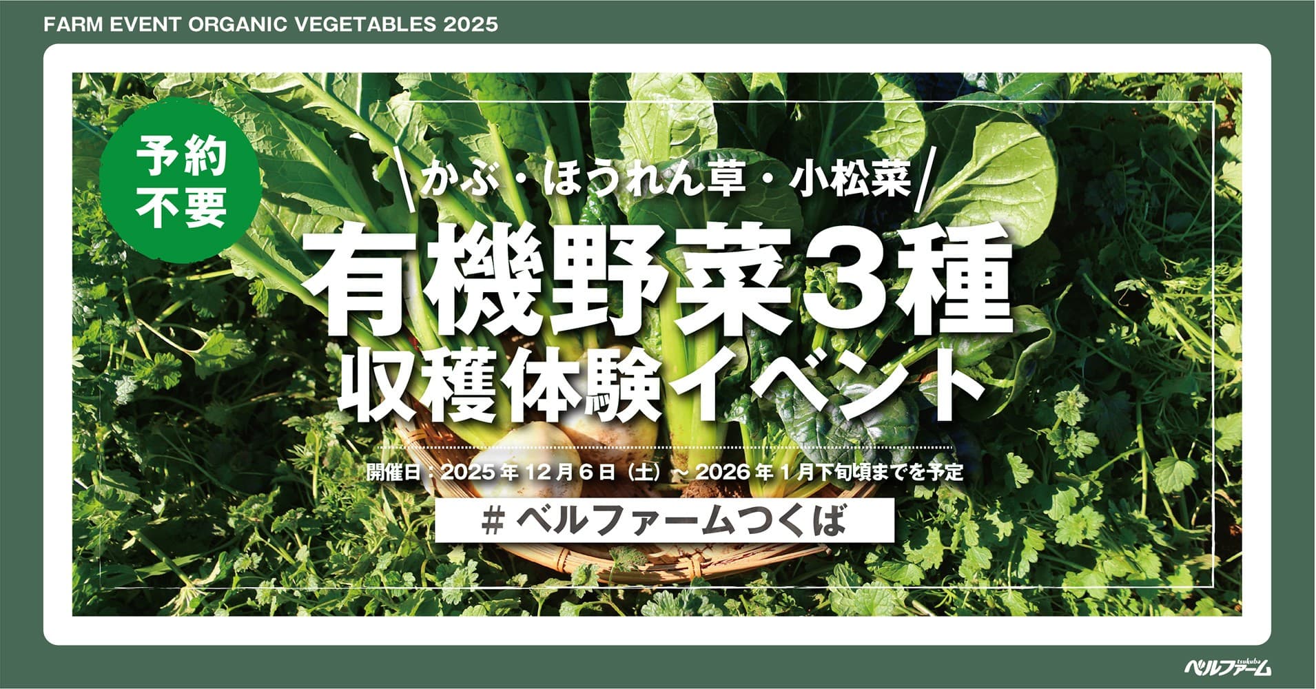 【ベルファームつくば】ベルファームの有機農場でかぶ・ほうれん草・小松菜を収穫しよう!! 有機野菜3種収穫体験イベント2025|期間:2025年12月6日(土)~2026年1月下旬頃までを予定