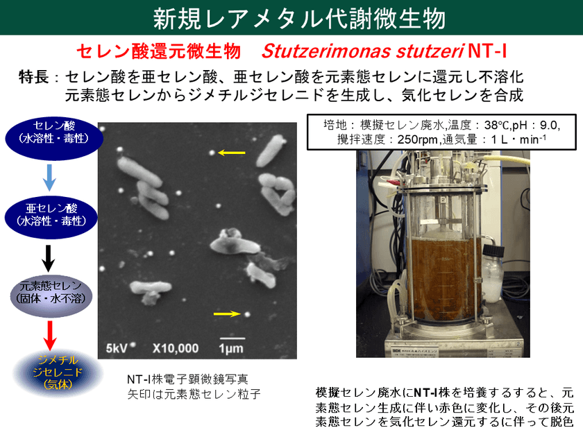 世界初、微生物を利用して廃太陽電池から
レアメタルの回収に成功